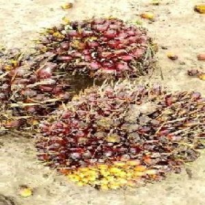 underripe_valid (108).jpg