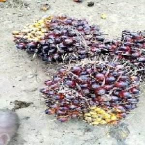 underripe_valid (111).jpg