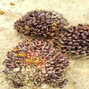 underripe_valid (113).jpg