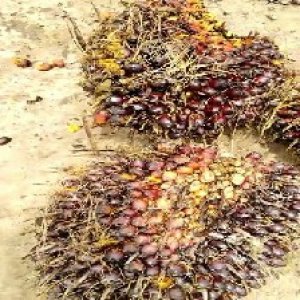 underripe_valid (114).jpg