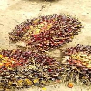 underripe_valid (116).jpg