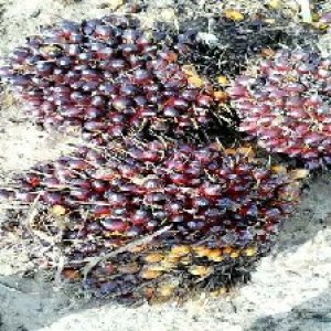 underripe_valid (117).jpg