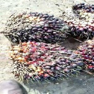 underripe_valid (119).jpg