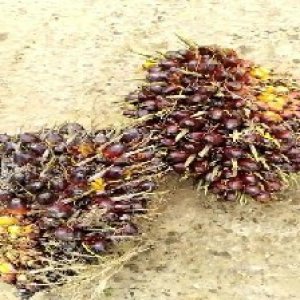 underripe_valid (120).jpg