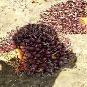 underripe_valid (123).jpg