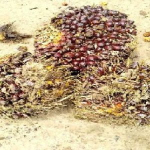 underripe_valid (125).jpg