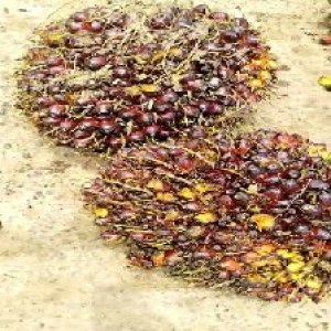 underripe_valid (128).jpg