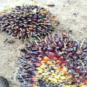 underripe_valid (130).jpg