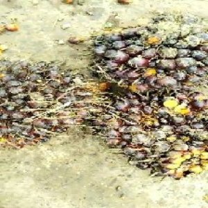 underripe_valid (132).jpg