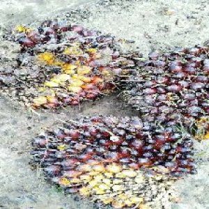 underripe_valid (133).jpg