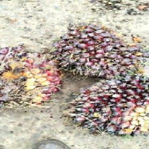 underripe_valid (134).jpg