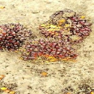 underripe_valid (135).jpg