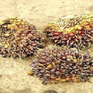 underripe_valid (136).jpg