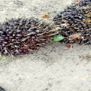 underripe_valid (137).jpg