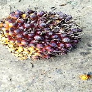 underripe_valid (14).jpg