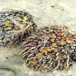 underripe_valid (157).jpg