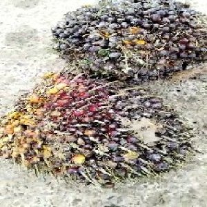 underripe_valid (160).jpg