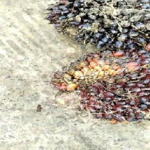 underripe_valid (179).jpg