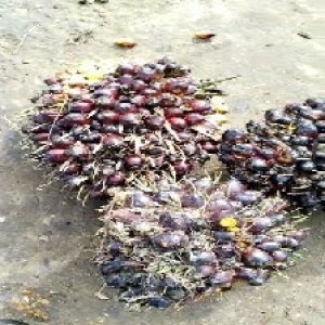 underripe_valid (183).jpg