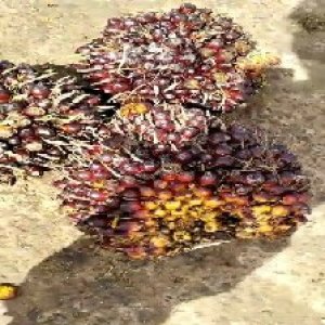 underripe_valid (193).jpg