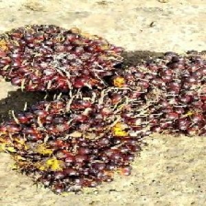 underripe_valid (194).jpg