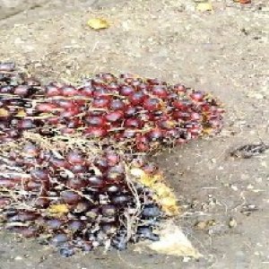 underripe_valid (195).jpg