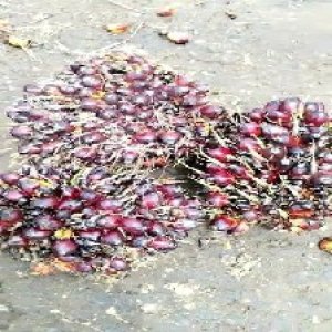 underripe_valid (197).jpg