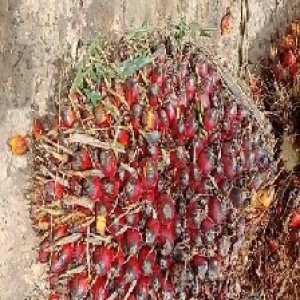 underripe_valid (2).jpg