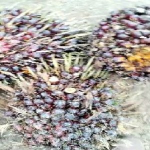 underripe_valid (204).jpg