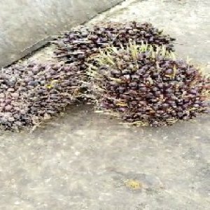 underripe_valid (210).jpg