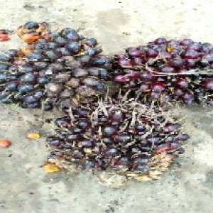 underripe_valid (224).jpg