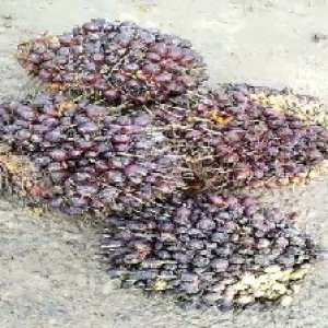 underripe_valid (242).jpg