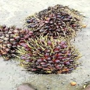 underripe_valid (247).jpg