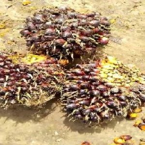 underripe_valid (250).jpg