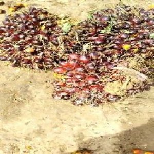 underripe_valid (252).jpg