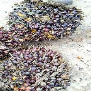 underripe_valid (257).jpg