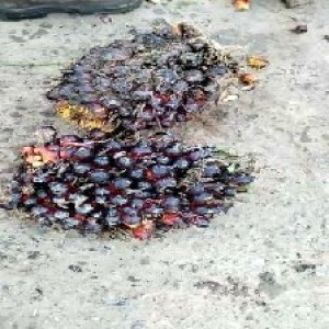 underripe_valid (269).jpg