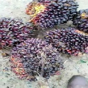 underripe_valid (278).jpg