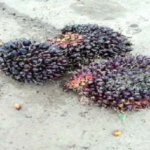 underripe_valid (285).jpg