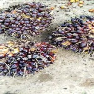 underripe_valid (288).jpg