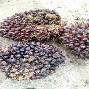 underripe_valid (300).jpg