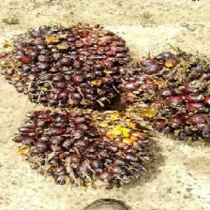 underripe_valid (303).jpg