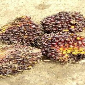 underripe_valid (314).jpg