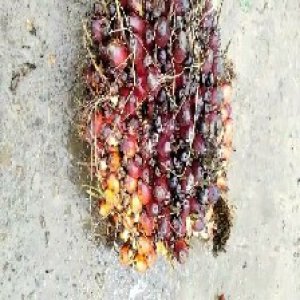 underripe_valid (35).jpg