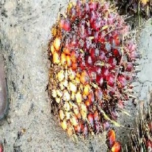 underripe_valid (36).jpg