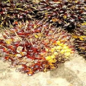 underripe_valid (87).jpg