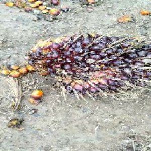 unripe_valid (1).jpg