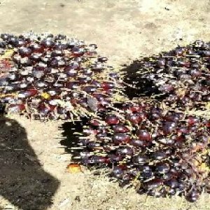 unripe_valid (101).jpg