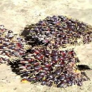 unripe_valid (102).jpg