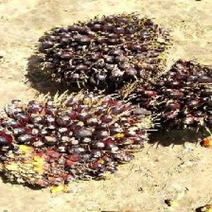 unripe_valid (104).jpg